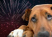 Feriți animalele de companie de focurile de artificii!