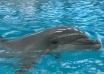 Număr de urgență pentru delfini