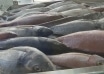 440 metri de plase cu 42 kg de pește, confiscate