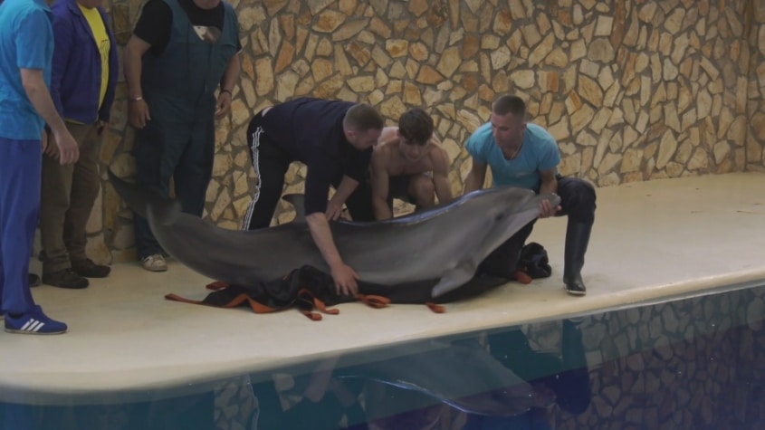 Delfinii și leii de mare, aduși ieri în România, sunt salvați și în siguranță