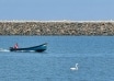 Flamingo, în Marea Neagră