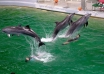 Cele mai spectaculoase acrobații ale delfinilor
