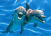Spectacol cu delfini în largul mării
