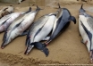 Delfinii cad victime ale războiului din Ucraina