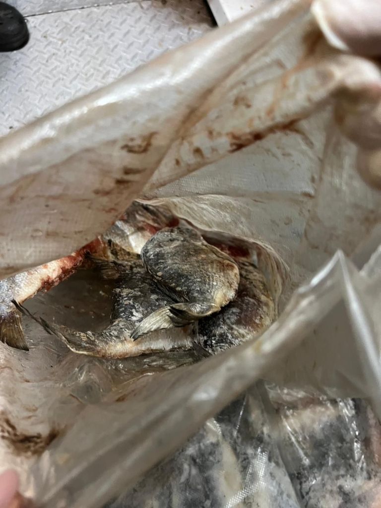 VIDEO Procurorul Niță a fost internat de urgență după ce a mâncat la o cherhana de pe litoral. Comisarii OPC au închis restaurantul