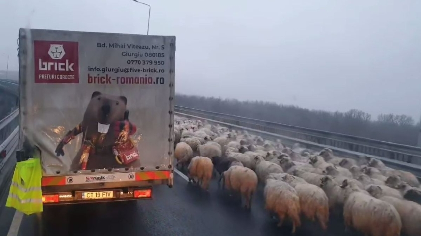 Cu oile pe autostradă