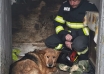 Nero, câinele salvat de pompierii constănțeni