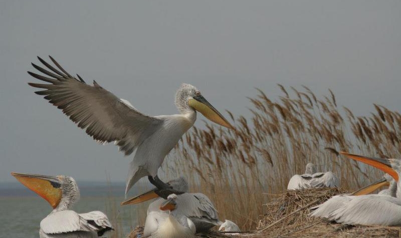 Recensământul pelicanilor creți