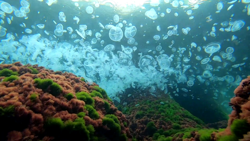 O mare de meduze