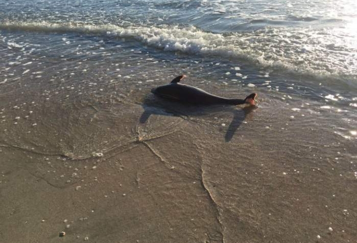 Pui de delfin găsit mort pe o plajă din Mamaia