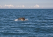 Un delfin a înotat printre turiști