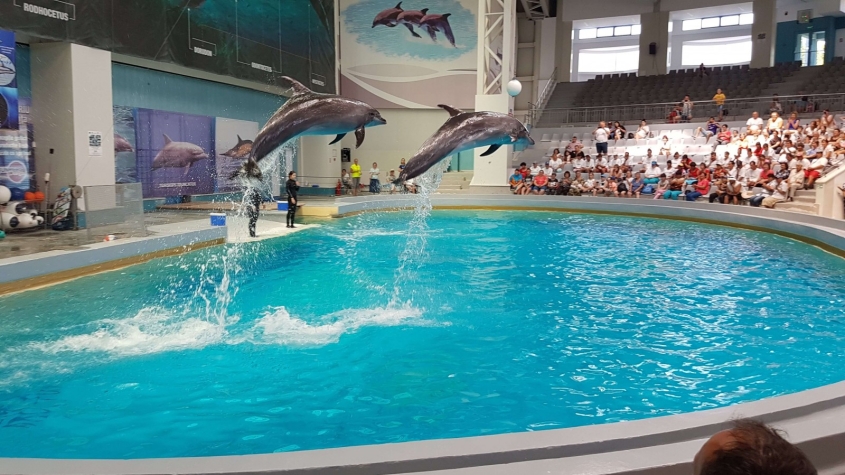 Spectacole fără delfinii salvați de la Harkov, din calea bombelor