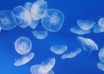 Mii de meduze albastre, în largul Mării Negre. Pescarii sunt disperați că prind mai multe meduze decât pește