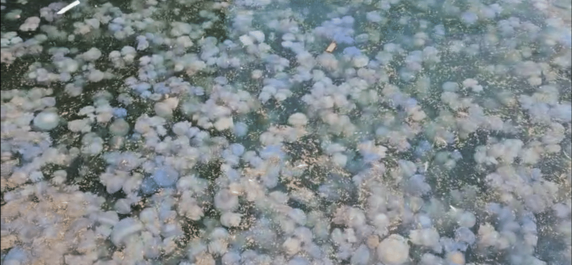 Captură de ecran 2025-09-10 153002