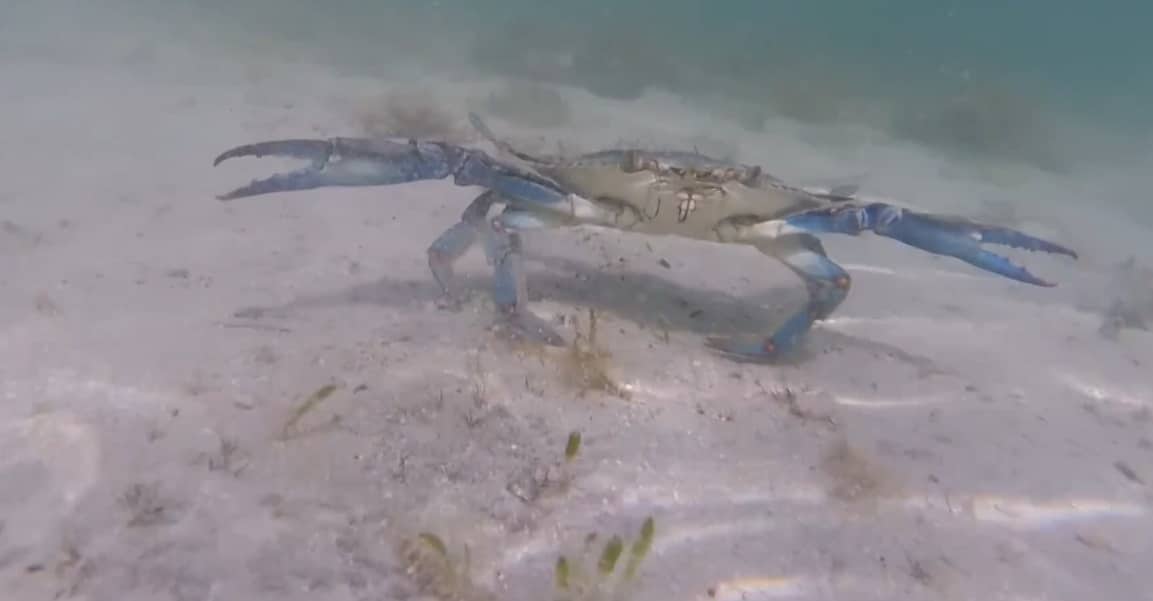 crab
